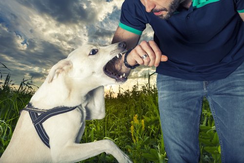 How Dog Bite Lawyers in Massachusetts Protect Victim Rights?