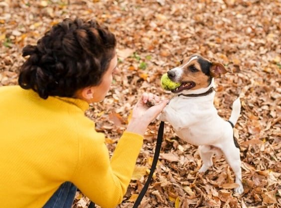 Navigating Pet Safety: The Rise of Dog GPS Trackers in Australia