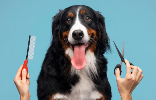 4 Reasons Regular Grooming Keeps Dogs Healthier